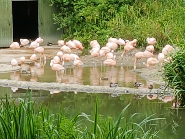 Durrell Wildlife Park