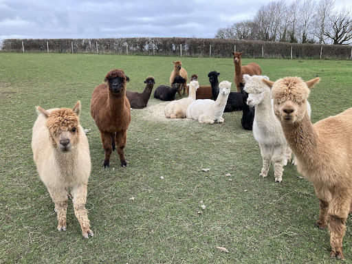 Colomendy Alpaca Farm - trekking centre and farm stay - Thumbnail