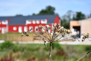 Photo n°7 de Les Ecuries de Normandel à Charencey (Pension pour chevaux)