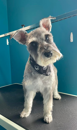 Pawsitive Spa LLC - Thumbnail