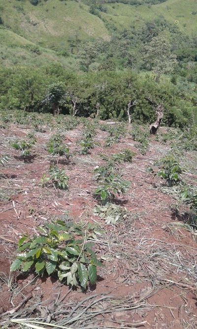 Photos of Finca Quirigua