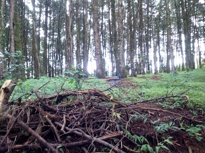 Photos of Fraijanes forests