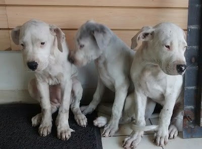 Photos of Veterinaria Tablada