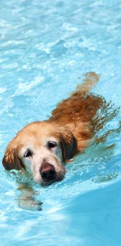 Dogvitality - Praxis für Hundephysiotherapie - Thumbnail