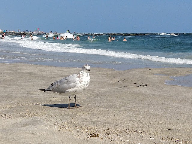Ocean Beach Park