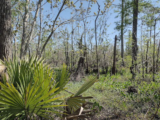 Maurepas Swamp Wildlife Management Area Nature Trail