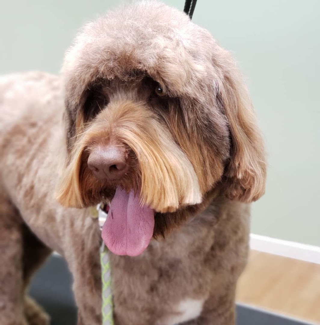The Pooch Parlor