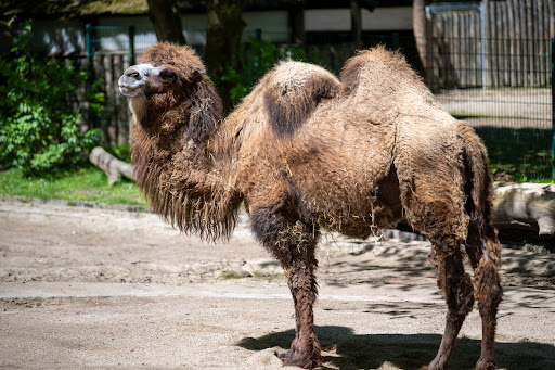 Straubing Zoo - Thumbnail