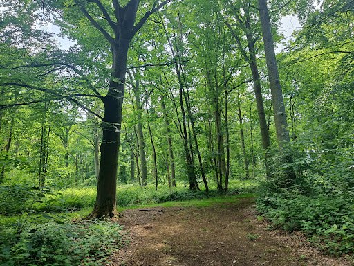 Tassoniere Woods - Thumbnail