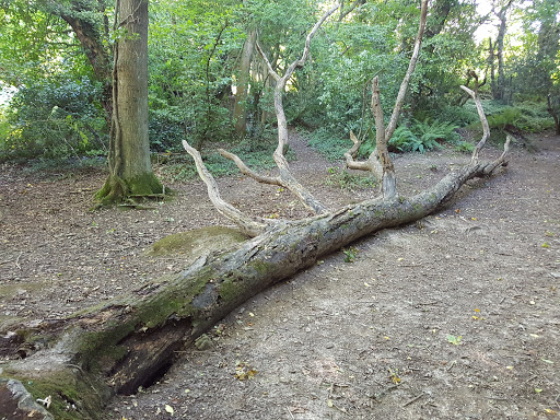 St Helens Wood - Thumbnail