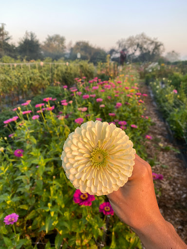 Lily Pad Acres
