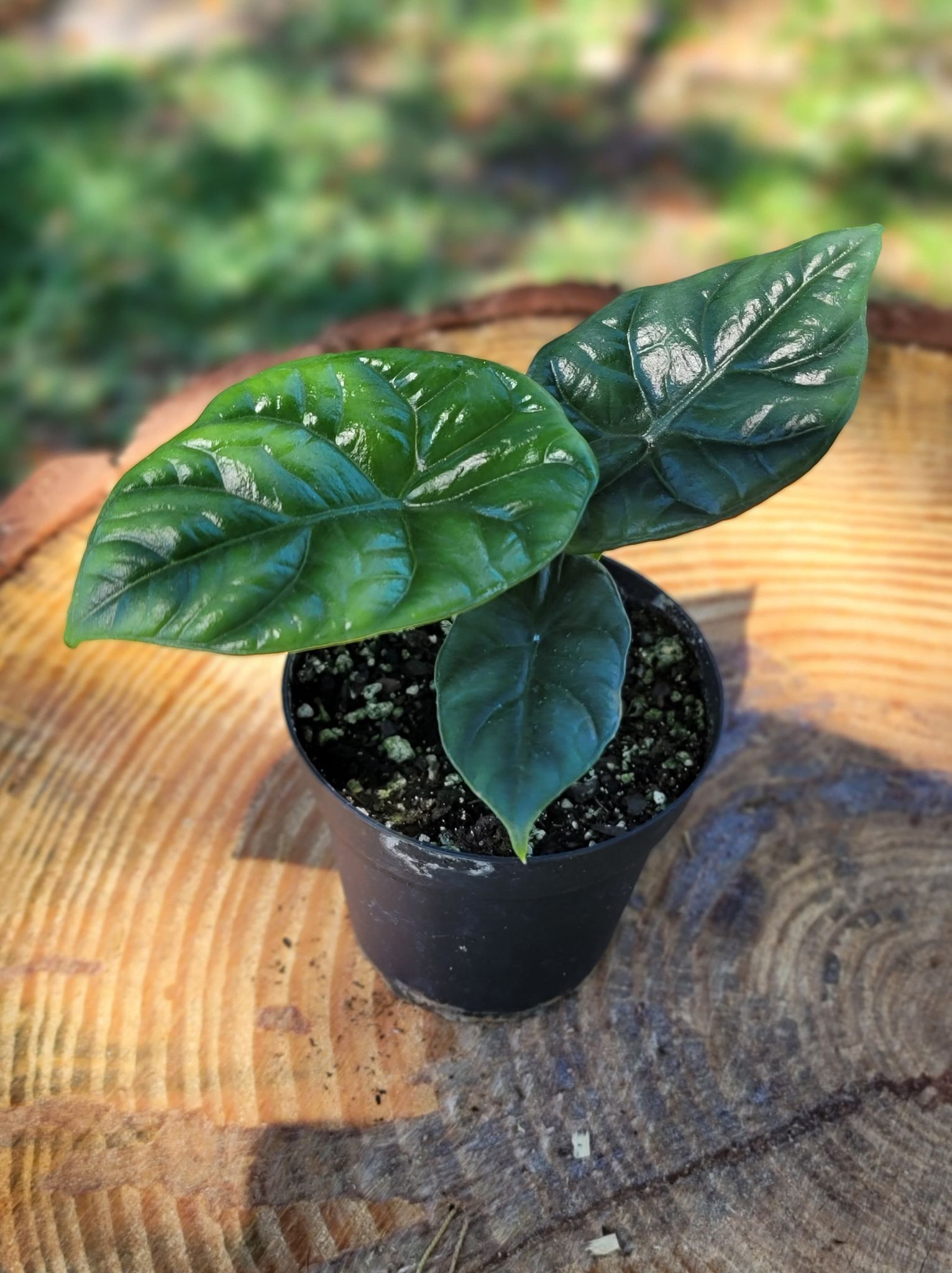 Botanics in Bloom LLC
