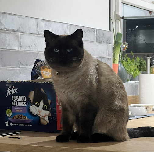 Karen's Petcare Services