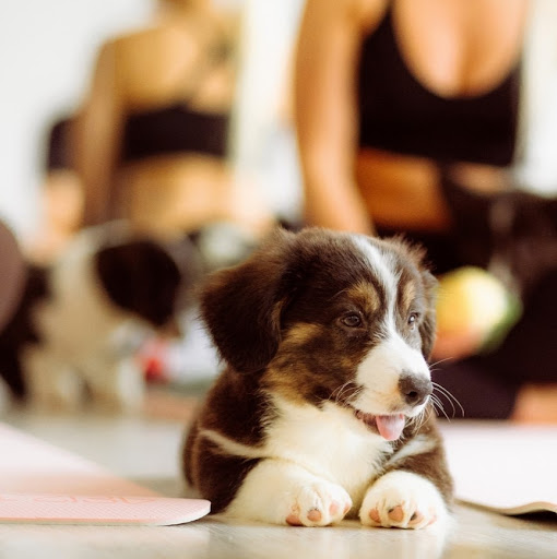Pieski Yoga | Najsłodsza Puppy Yoga w Warszawie