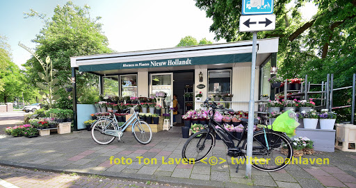 Bloemen En Planten Oud Hollandt