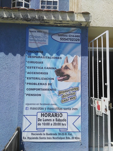 Mascotas Y Mascotitas