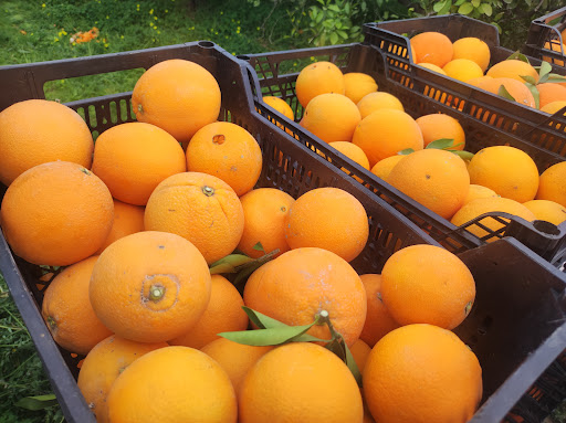 Naranjas del Turia - Thumbnail