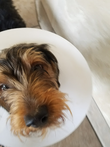 Maui Veterinary Clinic - Thumbnail