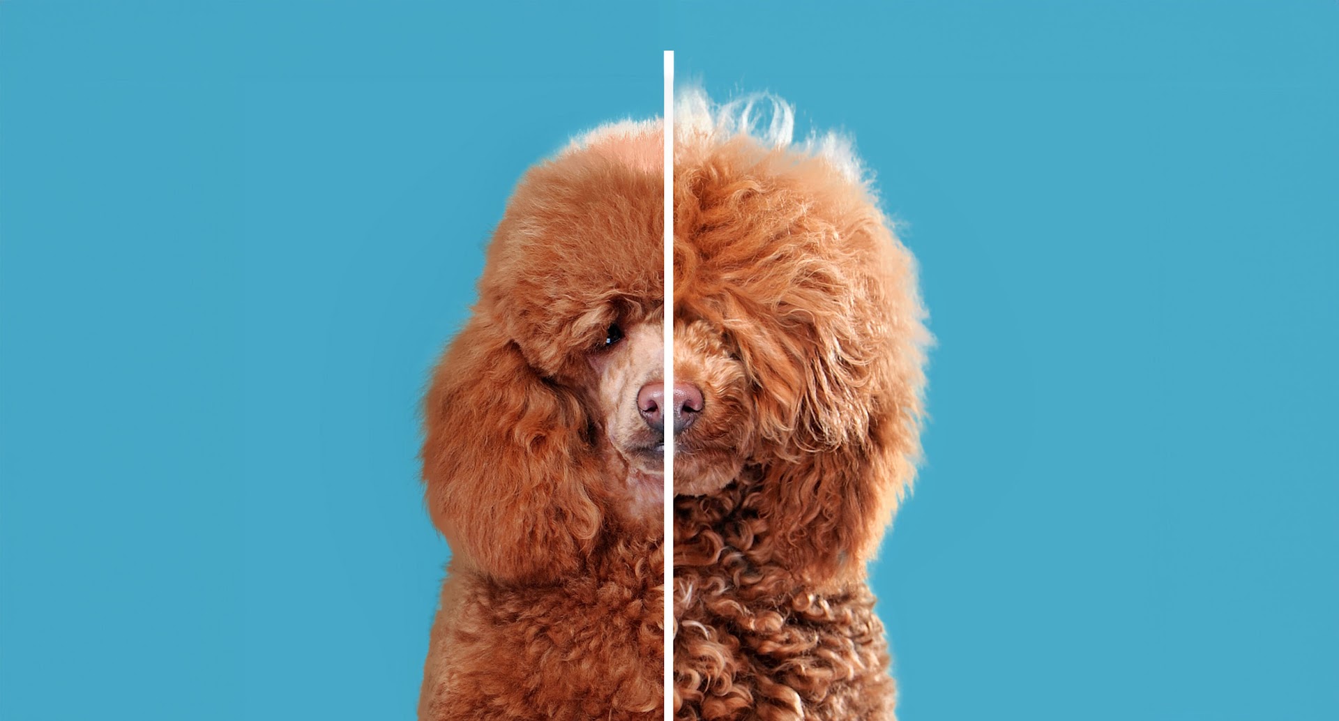 UpDog Grooming