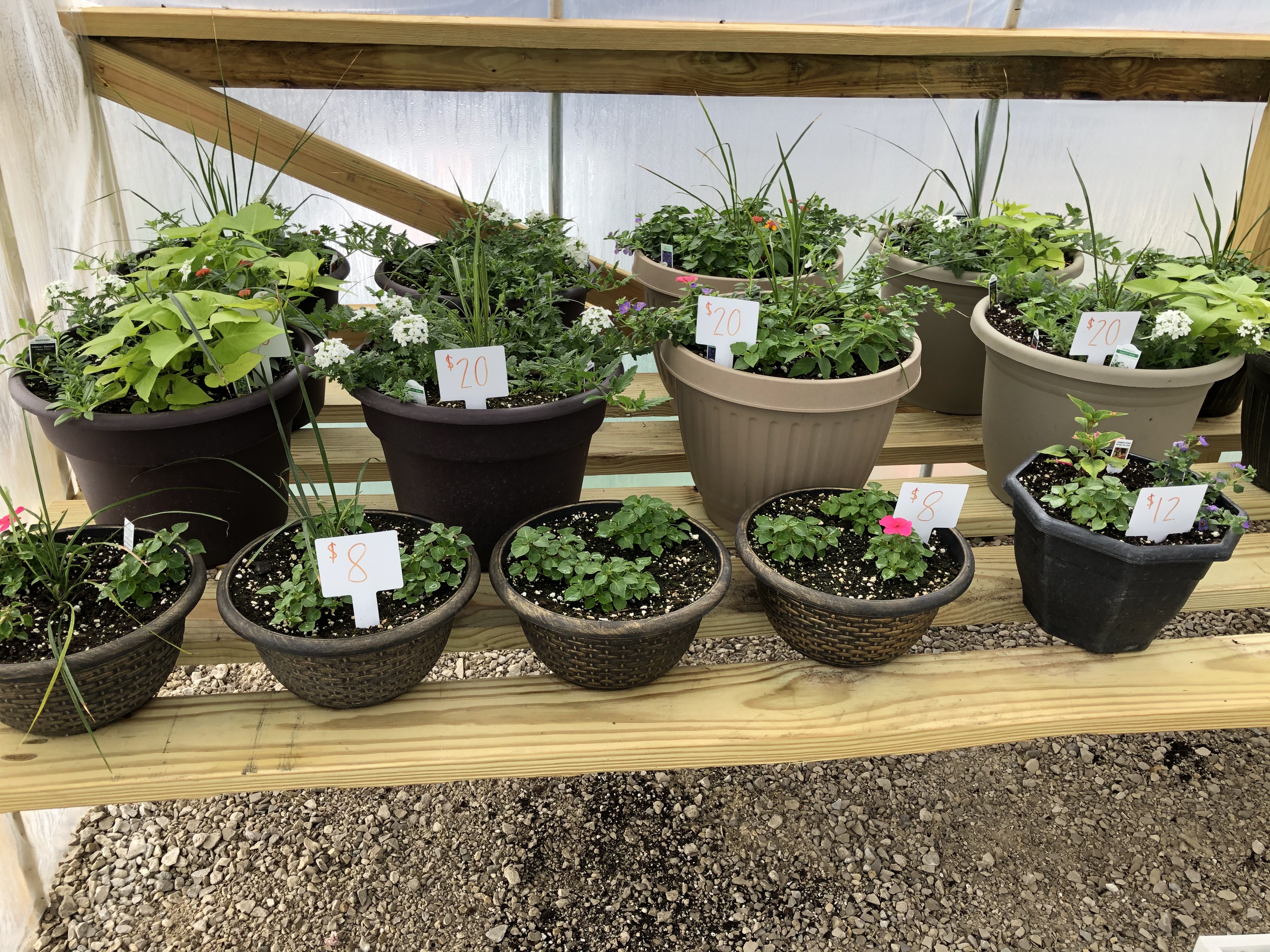 Riggs Greenhouse