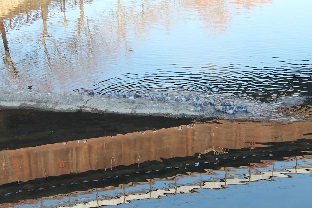 Pont de Sant Feliu