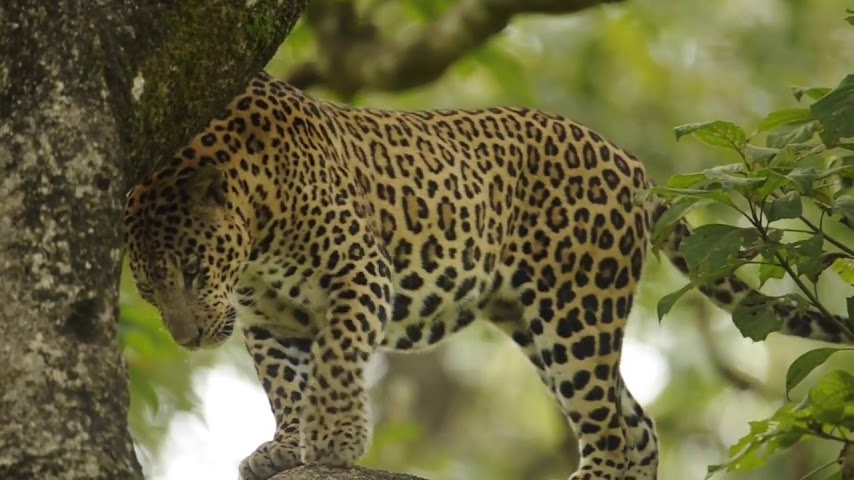 The Bison Wildlife Resort Kabini by null