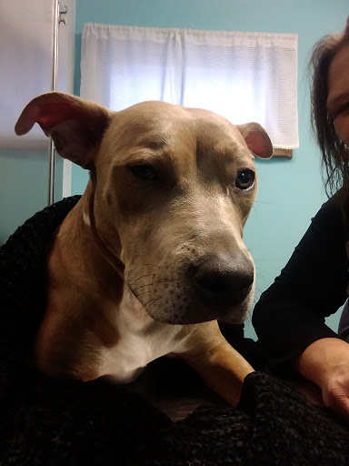 Whiteland Animal Clinic - Thumbnail