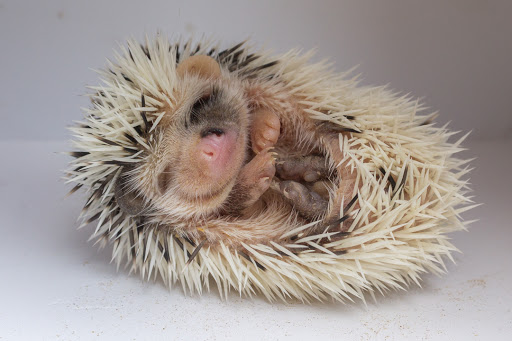 Ring Tail Exotics - Visual