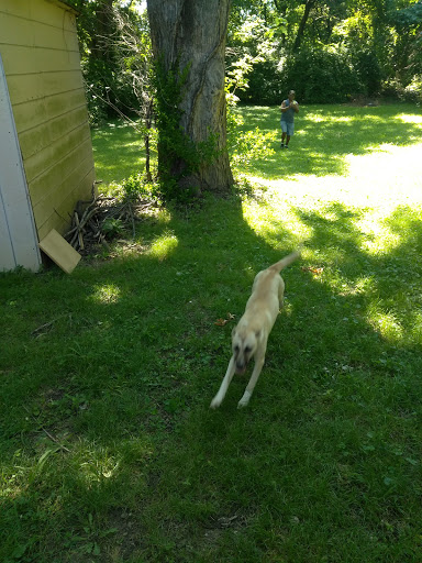 Leash Free Dog Run - Thumbnail
