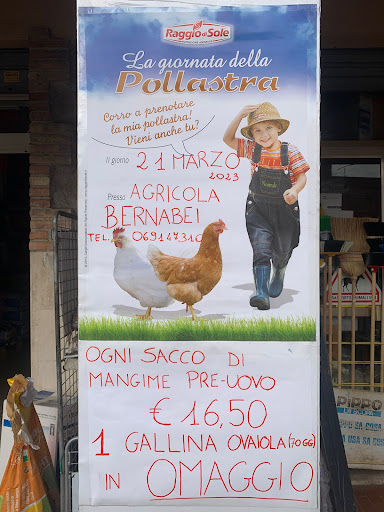 Bernabei di Nanna Massimo - Thumbnail