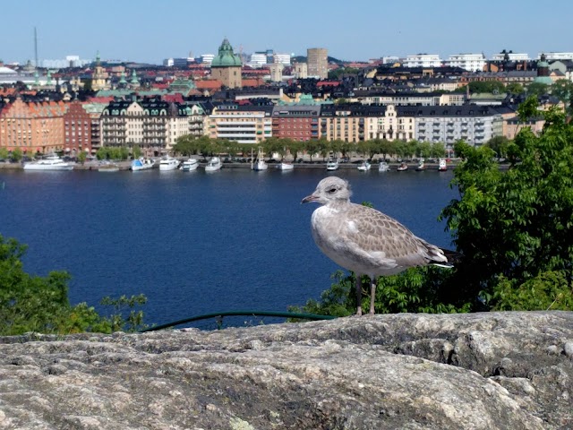 Skinnarviksberget