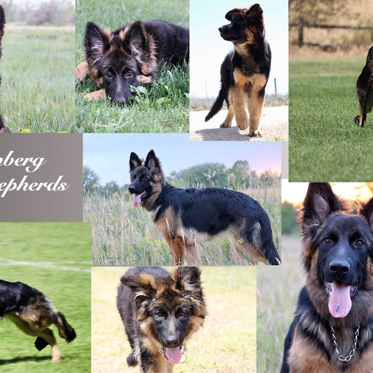 Vom Felsenberg German Shepherds - German Shepherds Breeder/Importer ...