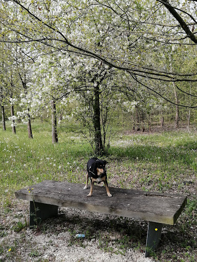 Bosco di Campalto - Thumbnail