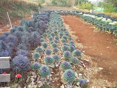 Photos of V Fresh Farm