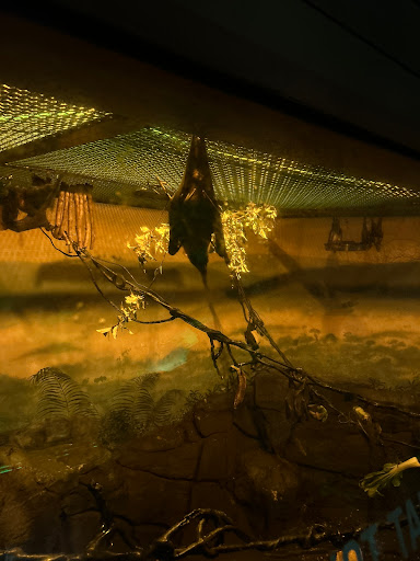 Bats exhibit - Visual