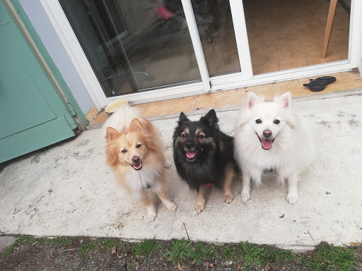 Natur'dog toilettage - Thumbnail