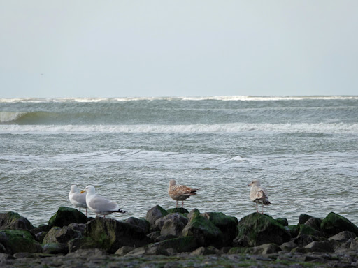Ouddorp, strand Noordweg - Thumbnail