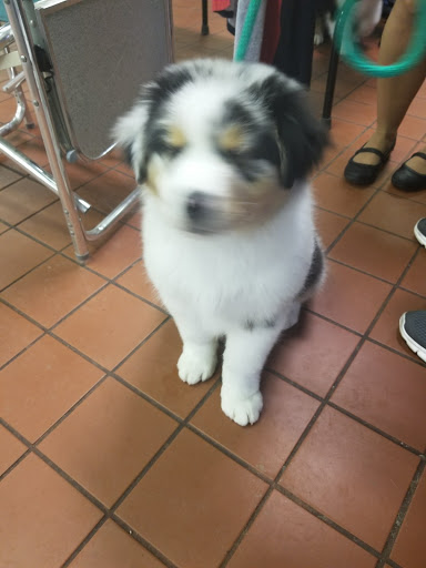 Total Recall School for Dogs Gallery - United States