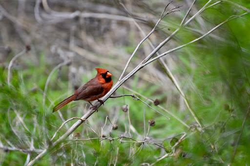 Dave Drive Nature Preserve - Thumbnail