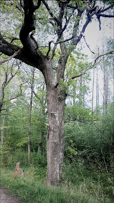 Photos of Jaunkemeri , kurorta poliklinika