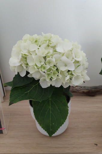 VEGETAL PASSION - Thumbnail