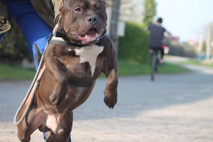 Photo n°5 de Les Staffy Bouli des Flandres à Steenwerck (Éleveur de chiens)