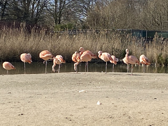 Reviews of WWT Slimbridge in Gloucester - Other