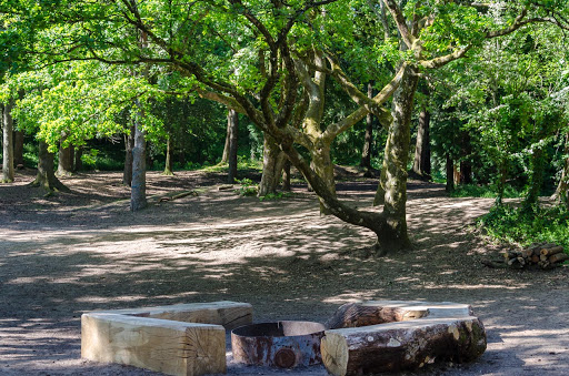 Candleston Woods - Thumbnail