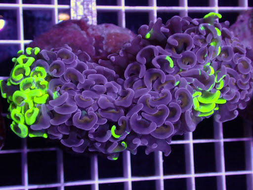 The Reefer Pte Ltd - Thumbnail