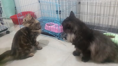 Photos of CALICO Pet Shop