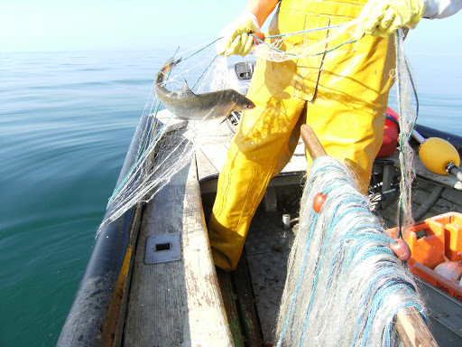 Pêcherie Vulliet - Thumbnail