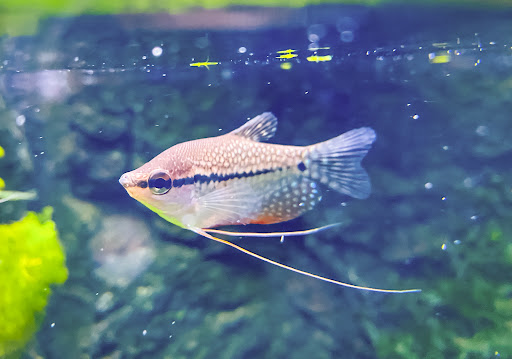 Fancy Fishes - Thumbnail