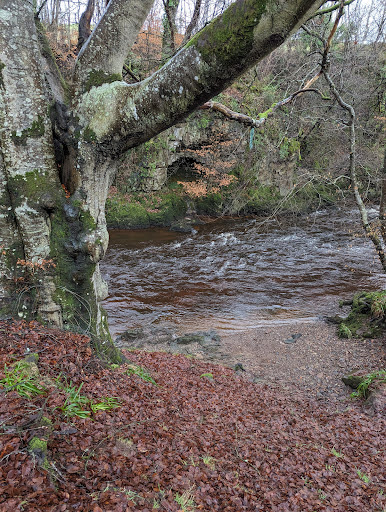 Billy's Bog