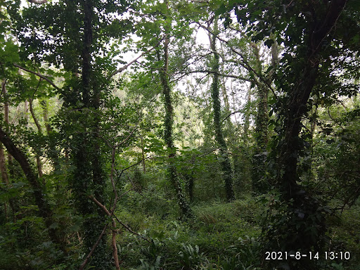 Watcombe Cliffs - Visual